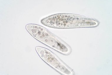 Paramesyum caudatum, mikroskop altında tek hücreli bir protozoan ve bakteri cinsidir.