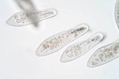 Paramesyum caudatum, mikroskop altında tek hücreli bir protozoan ve bakteri cinsidir.