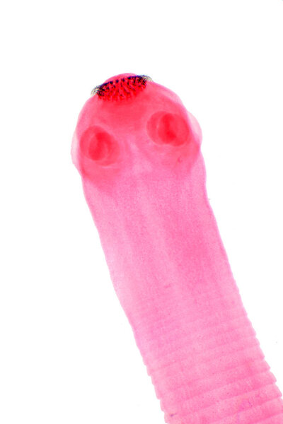 Ленточный червь (паразитический плоский червь) крупного рогатого скота и других пасущихся животных под микроскопом для обучения.