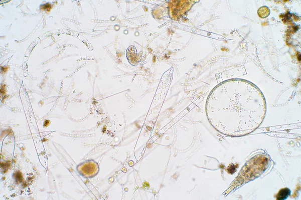 Plancton Acuático Marino Bajo Vista Del Microscopio — Foto de Stock