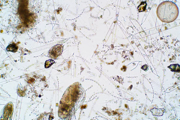 Plancton Acuático Marino Bajo Vista Del Microscopio — Foto de Stock