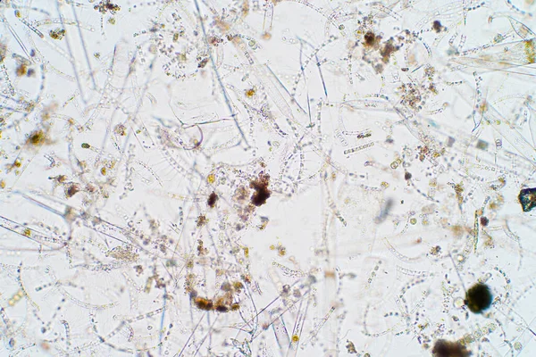 Mikroskop altında deniz planktonları