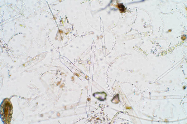 Plancton Aquatique Marin Sous Vue Microscope — Photo