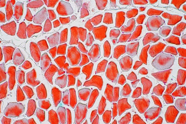 Образцы Микропрепаратов Поперечного Сечения Мышечного Скелета Секция Ткань Микроскопом Гистология — стоковое фото