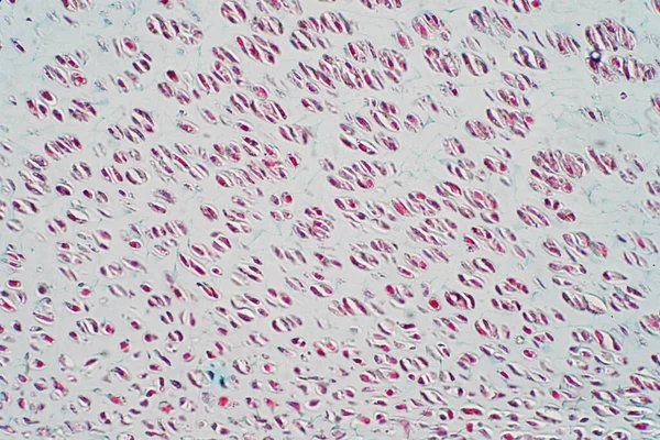Doorsnede Menselijk Kraakbeen Onder Microscoop Zicht Voor Menselijke Histologische Fysiologie — Stockfoto