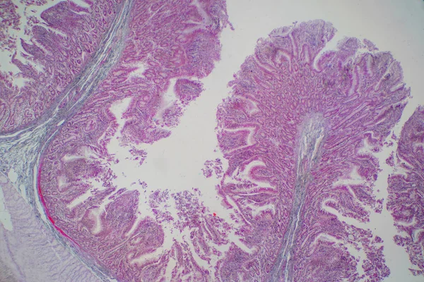 Human large intestine tissue under microscope view. Histological for human physiology.