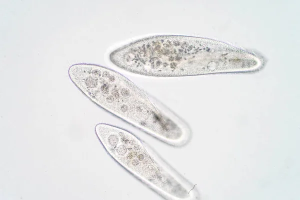 パラセシウム カウダムは 顕微鏡下での単細胞性原虫と細菌の属である — ストック写真