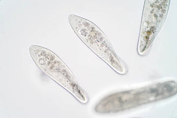 Paramecium Caudatum Rod Jednobuněčných Prvoků Bakterií Pod Mikroskopem — Stock fotografie