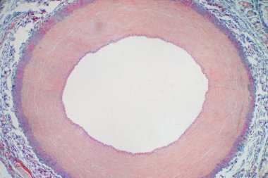Eğitim histolojisi için mikroskop altında arter kan damarı. İnsan fizyolojisi tarihi.
