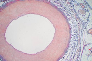 Eğitim histolojisi için mikroskop altında arter kan damarı. İnsan fizyolojisi tarihi.