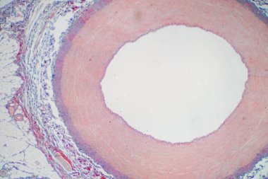 Eğitim histolojisi için mikroskop altında arter kan damarı. İnsan fizyolojisi tarihi.