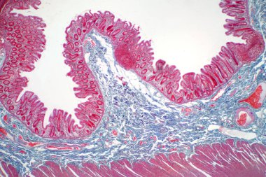 Human large intestine tissue under microscope view. Histological for human physiology. clipart