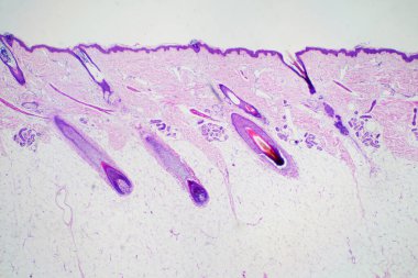 Eğitim histolojisi için mikroskop altında insan derisinin çapraz kesimi. İnsan fizyolojisi tarihi.