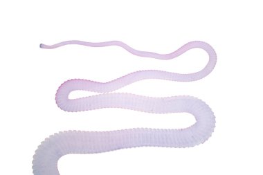 Eğitimleri için mikroskop altında sığır ve diğer otlayan hayvanların bağırsak kurdu (Parazit solucanı).