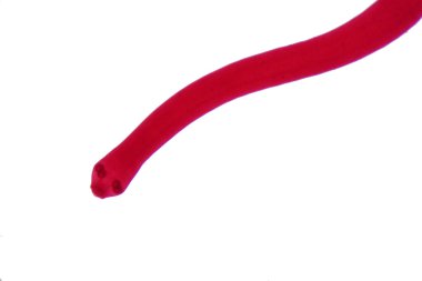 Eğitimleri için mikroskop altında sığır ve diğer otlayan hayvanların bağırsak kurdu (Parazit solucanı).