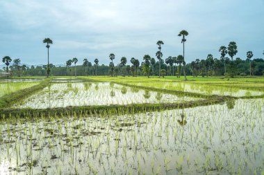 Tayland 'ın güneyindeki pirinç tarlaları