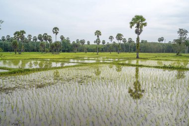 Tayland 'ın güneyindeki pirinç tarlaları.