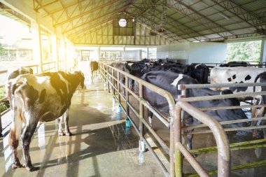 Çiftlikteki süt ineği. Süt inekleri.