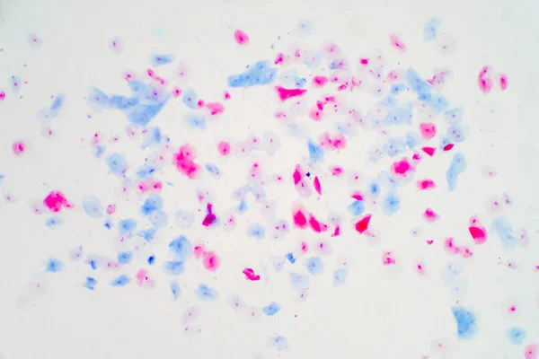 Células Epiteliales Escamosas Bajo Visión Microscópica Para Histología Educativa Histológico —  Fotos de Stock