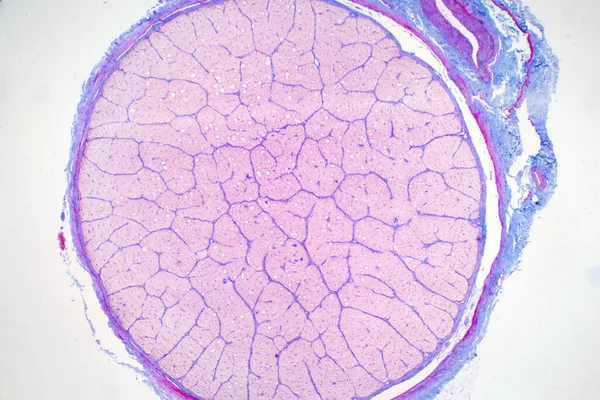 Nerf Oculaire Humain Sous Vue Microscope Histologique Pour Physiologie Humaine — Photo