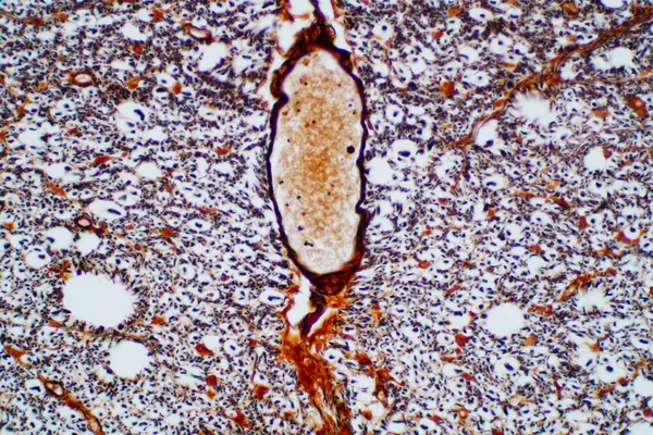 Cross section of spinal cord under the microscope view. Histological for human physiology.