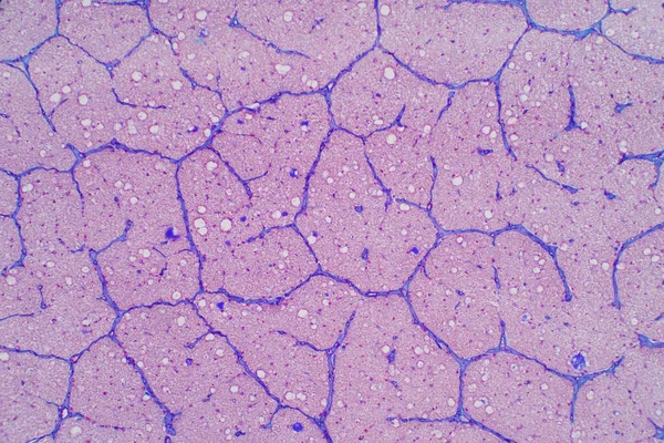Ludzki Nerw Wzrokowy Pod Mikroskopem Histologiczne Dla Fizjologii Człowieka — Zdjęcie stockowe