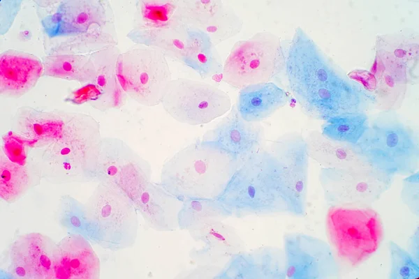 教育組織学のための顕微鏡下の扁平上皮細胞 人間の生理学の歴史 — ストック写真