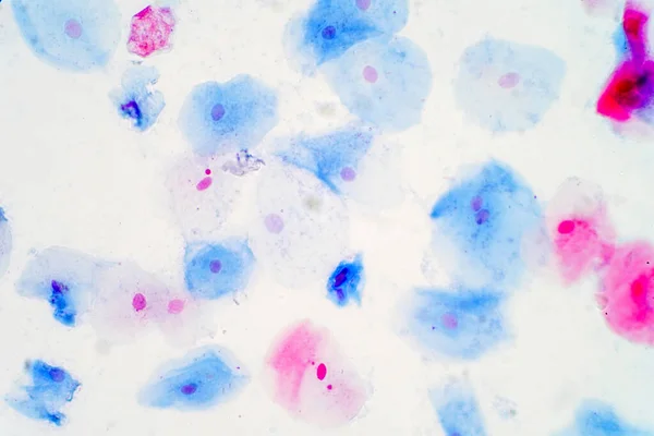 Dlaždicové Epitelové Buňky Pod Mikroskopem Pro Výuku Histologie Histologické Pro — Stock fotografie