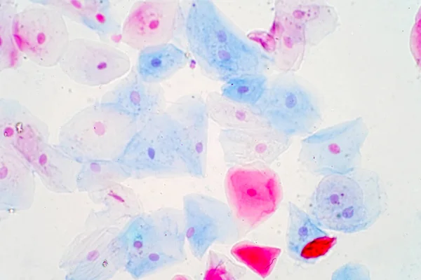 Dlaždicové Epitelové Buňky Pod Mikroskopem Pro Výuku Histologie Histologické Pro — Stock fotografie