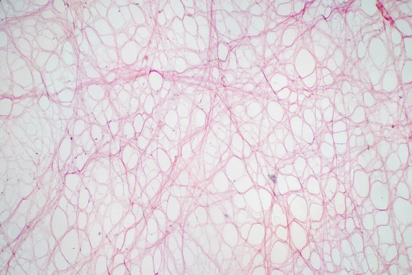 Areolares Bindegewebe Unter Dem Mikroskop Histologisch Für Die Menschliche Physiologie — Stockfoto