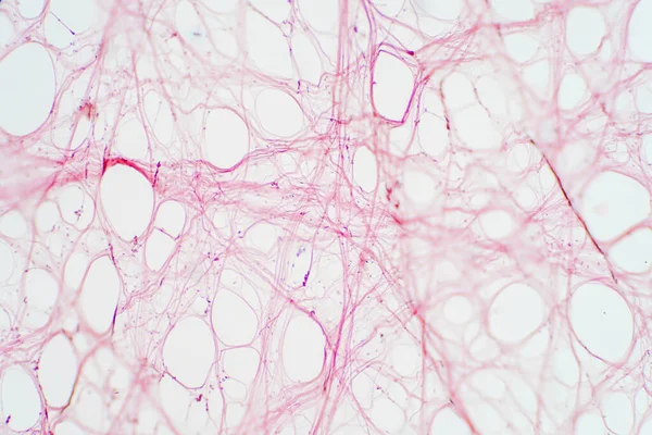 显微镜下的结缔组织 人类生理学的组织学 — 图库照片
