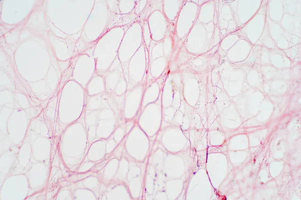 Tecido Conjuntivo Areolar Sob Visão Microscópica Histológico Para Fisiologia Humana — Fotografia de Stock