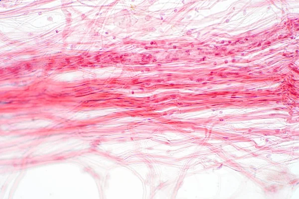 Areolär Bindväv Mikroskopvyn Histologisk För Människans Fysiologi — Stockfoto