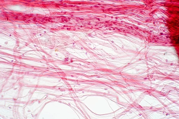 显微镜下的结缔组织 人类生理学的组织学 — 图库照片