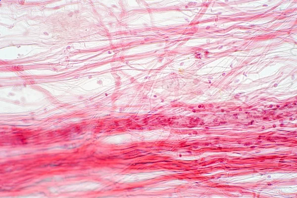 Areolar connective tissue under the microscope view. Histological for human physiology.