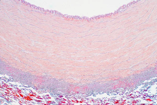 Tepelné Cévy Pod Mikroskopem Pohled Vzdělávání Histologie Histologické Pro Fyziologii — Stock fotografie