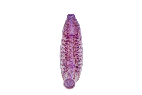교육을 현미경 아래있는 동물의 거머리 — 스톡 사진