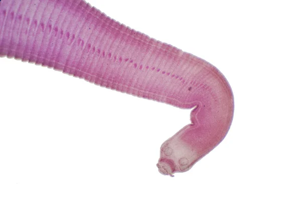 Tapeworm Pasożytniczy Bydła Innych Zwierząt Wypasanych Pod Mikroskopem Celach Edukacyjnych — Zdjęcie stockowe