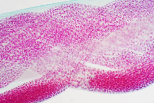 教育学显微镜下卵寄生虫 弓形虫 的显微图像 — 图库照片