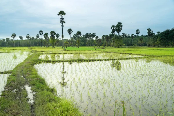 Paisagem Campos Arroz Sul Tailândia — Fotografia de Stock