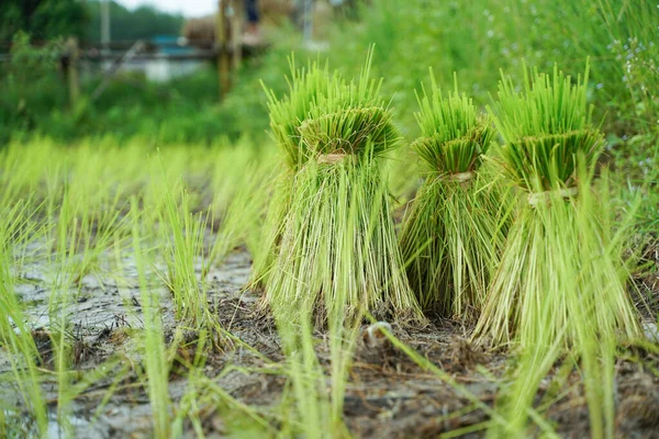 Tayland Güneyindeki Pirinç Tarlaları — Stok fotoğraf