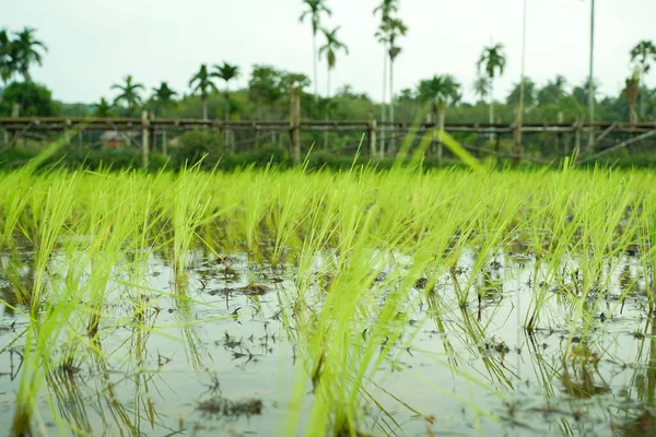 Paisagem Campos Arroz Sul Tailândia — Fotografia de Stock