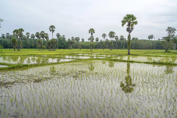 Paisagem Campos Arroz Sul Tailândia — Fotografia de Stock