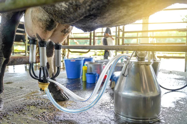 Trabajador Utiliza Instalación Ordeño Vaca Equipo Ordeño Mecanizado Para Producir — Foto de Stock