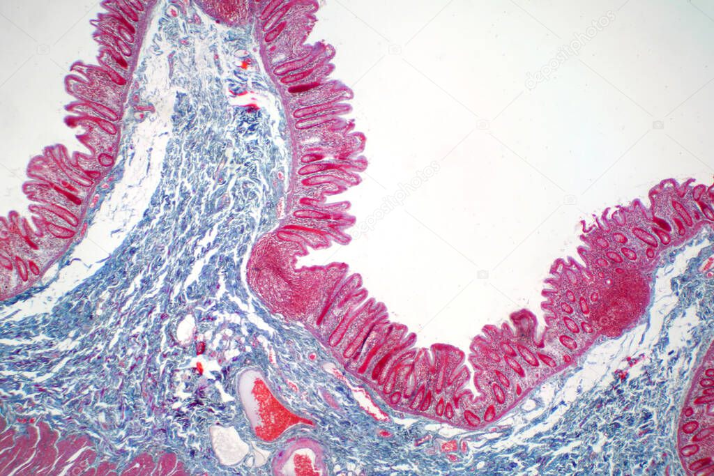 Human large intestine tissue under microscope view. Histological for human physiology.