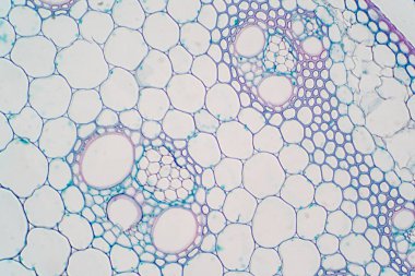 Eğitim bitkisi fizyolojisi için mikroskop altında bitki sapının çapraz bölümleri.