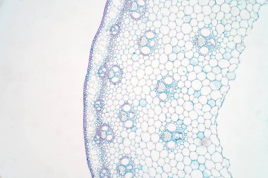 Eğitim bitkisi fizyolojisi için mikroskop altında bitki sapının çapraz bölümleri.