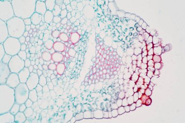 Eğitim için mikroskop altında damar dokusu ekin.