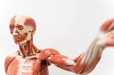 Eğitim laboratuvarında insan anatomisi ve fizyoloji modeli.