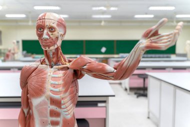 Eğitim laboratuvarında insan anatomisi ve fizyoloji modeli.